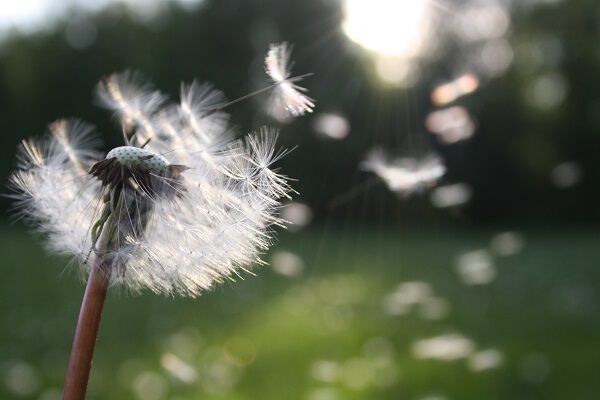 Ragweed Season 