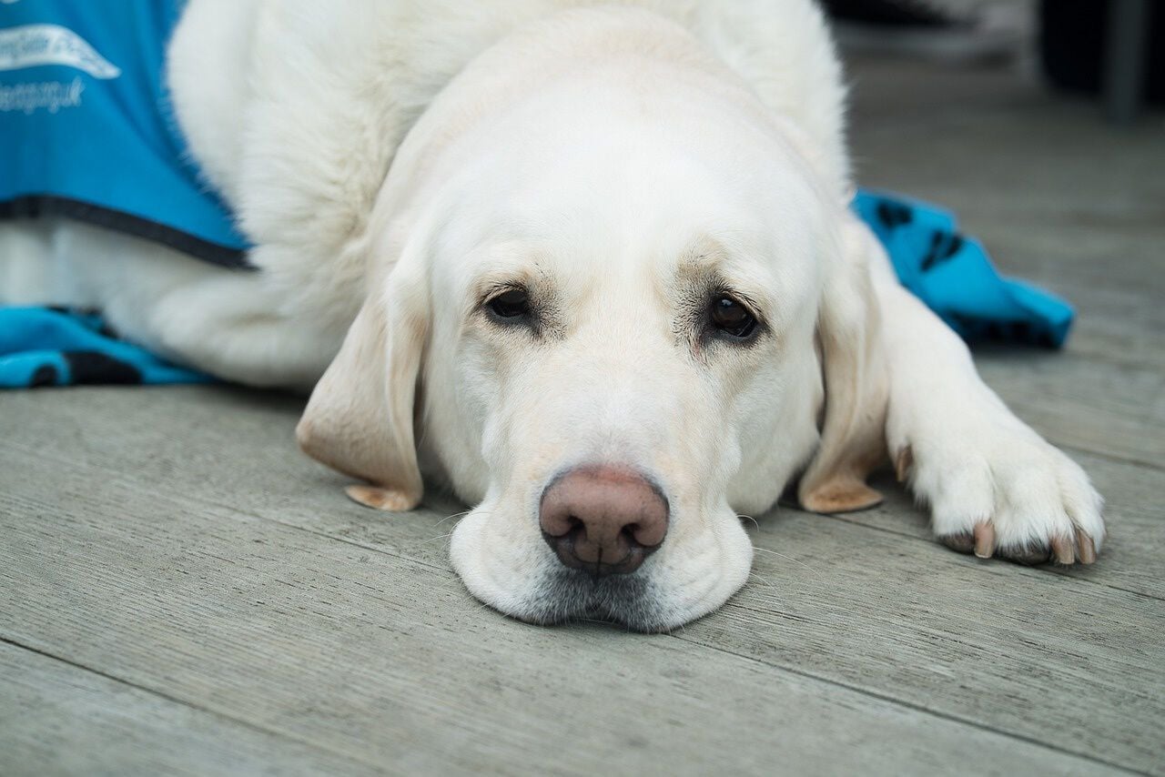 service dog